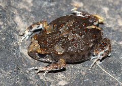 Crawling Toadlet photo 1