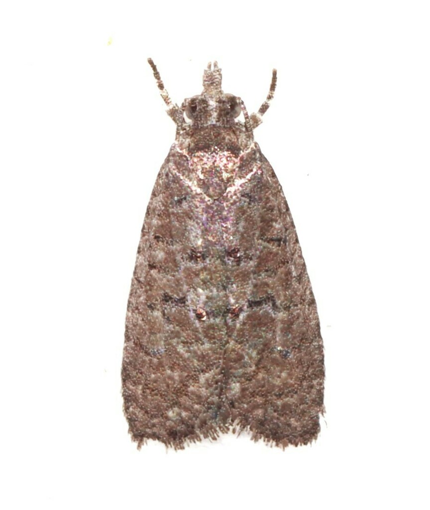 Tracholena homopolia