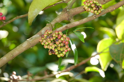 Memecylon ovatum, photograph 4