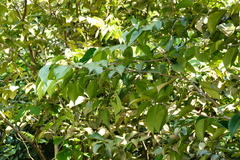 Memecylon ovatum, photograph (c) Cheongweei Gan, some rights reserved (CC BY)