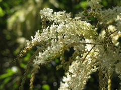 Ledenbergia peruviana