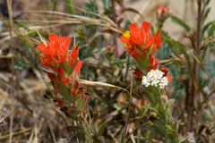 Castilleja wightii