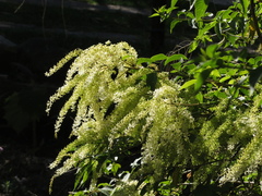 Ledenbergia peruviana