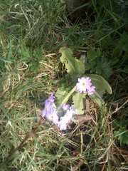Primula denticulata