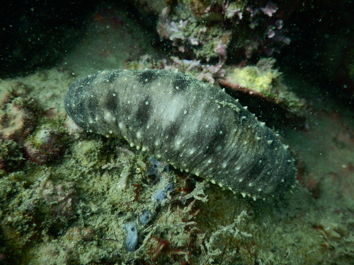 Holothuria rigida observed 2024-01-22