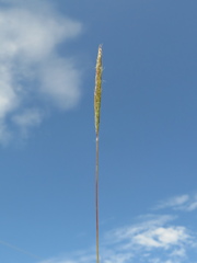 Bothriochloa saccharoides