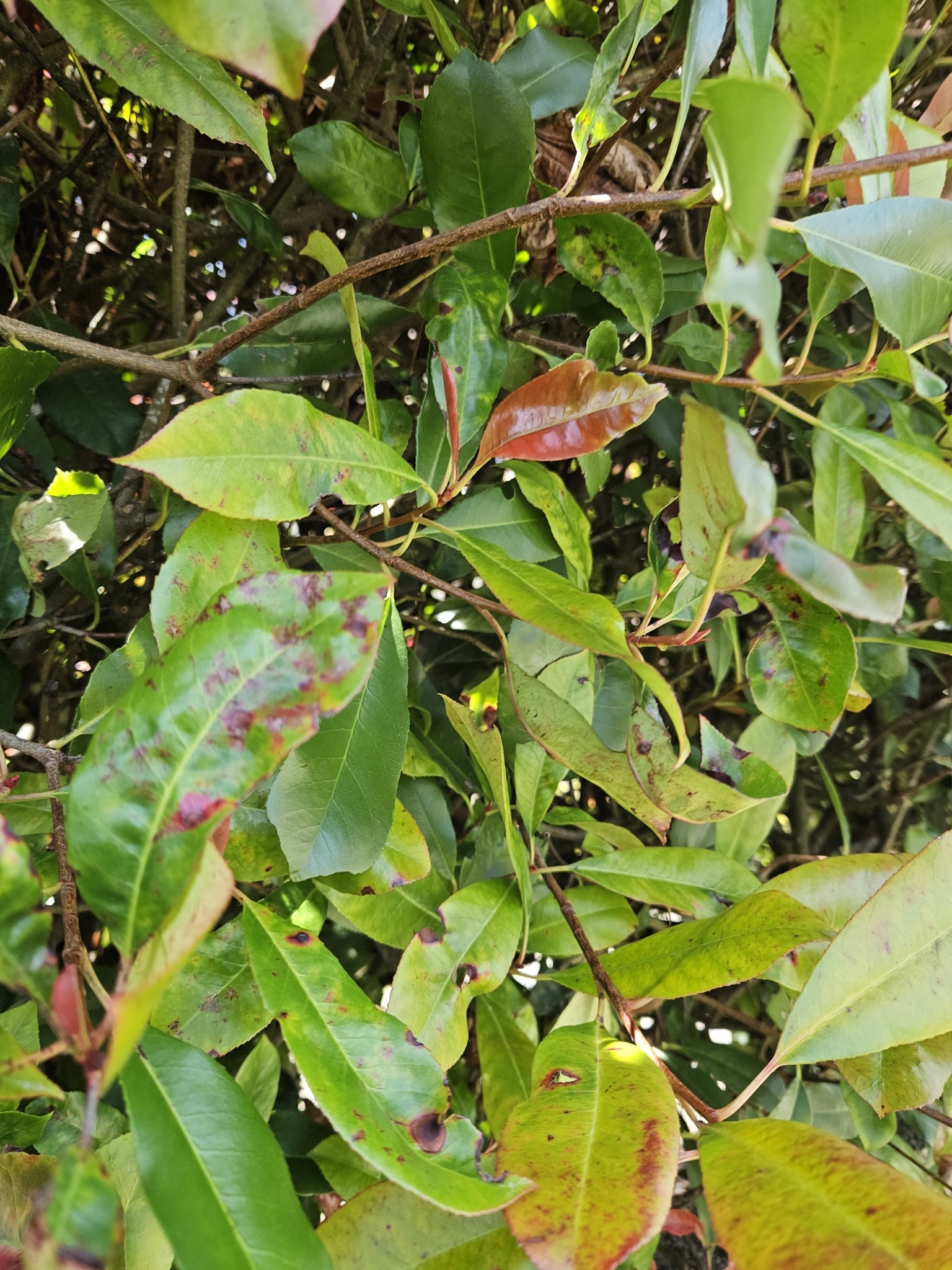 Imagem de Photinia x fraseri