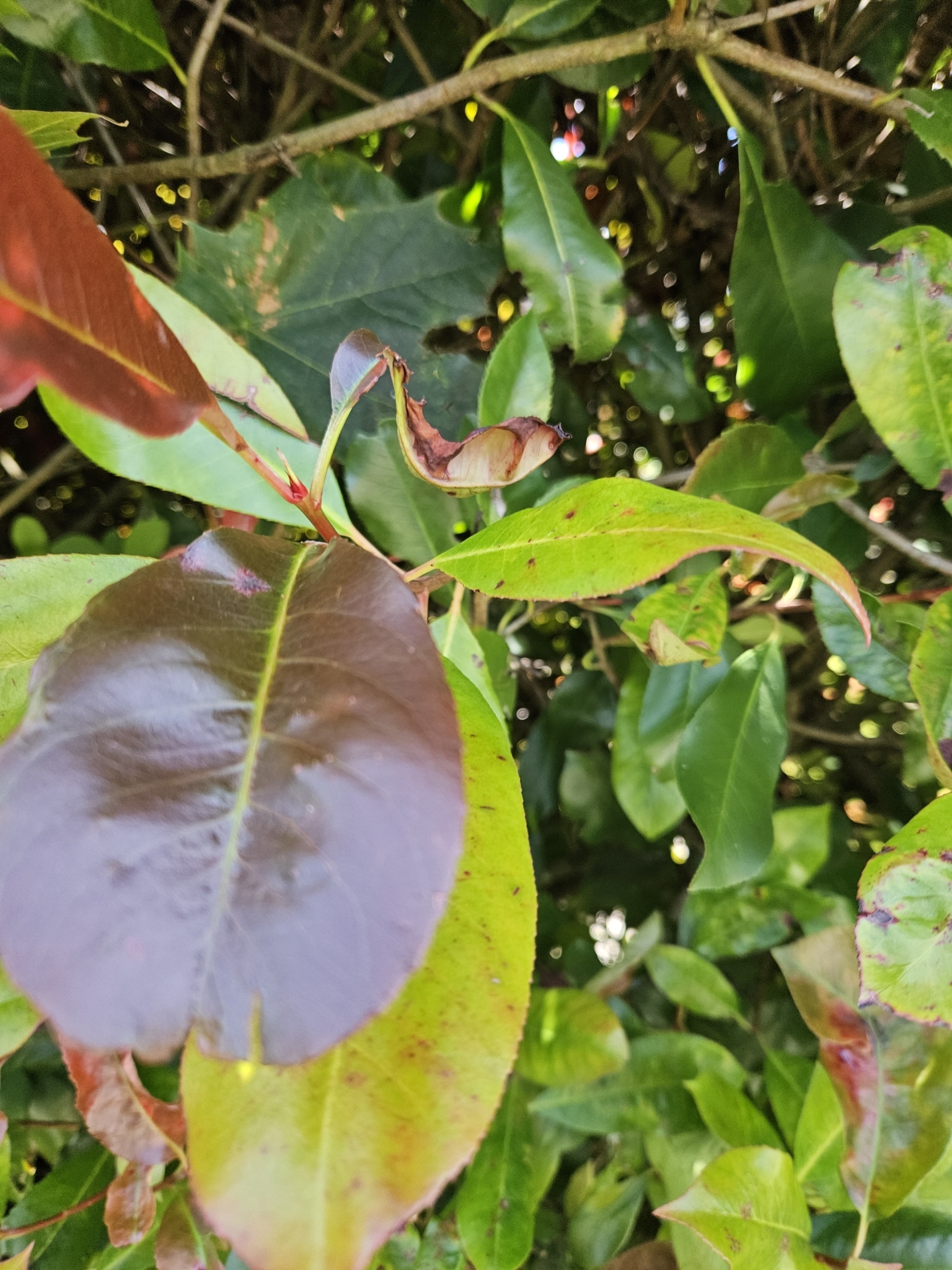 Imagem de Photinia x fraseri
