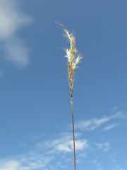 Bothriochloa saccharoides