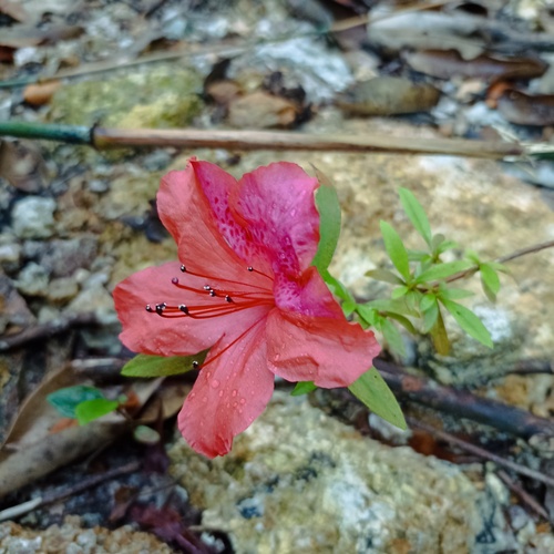 Foto de Azaleia