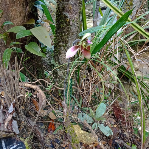 Foto de Sapatilha-de-Vênus