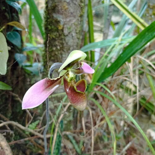 Foto de Sapatilha-de-Vênus