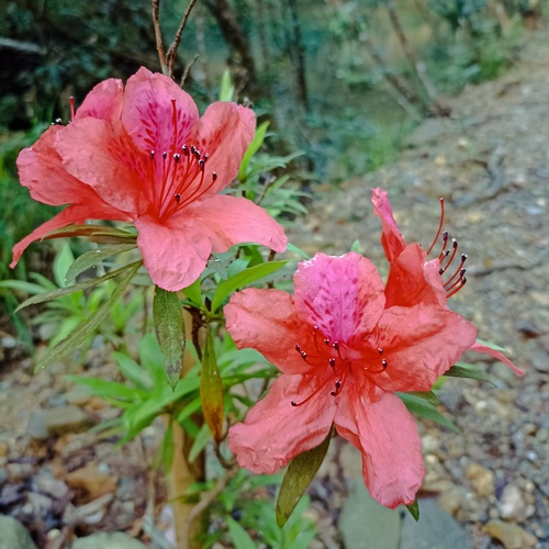 Foto de Azaleia