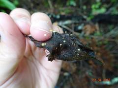 Gloiocephala