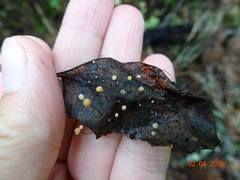 Gloiocephala