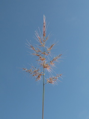 Melinis minutiflora