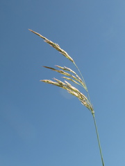 Polypogon elongatus