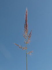 Melinis minutiflora