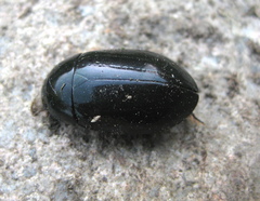 Hydrochara caraboides