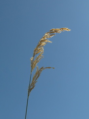 Polypogon elongatus