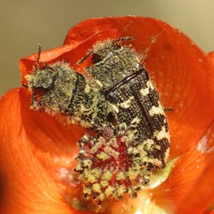 Acmaeodera bowditchi