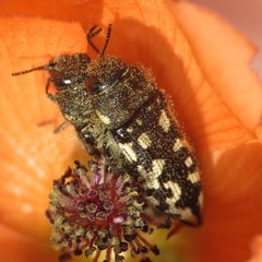 Acmaeodera bowditchi