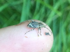 Chalepistes compressus