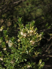 Baccharis tricuneata