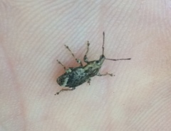 Chalepistes compressus