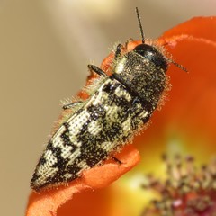 Acmaeodera bowditchi