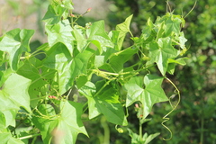 Marah oregana