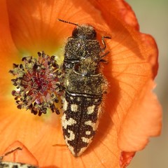 Acmaeodera bowditchi