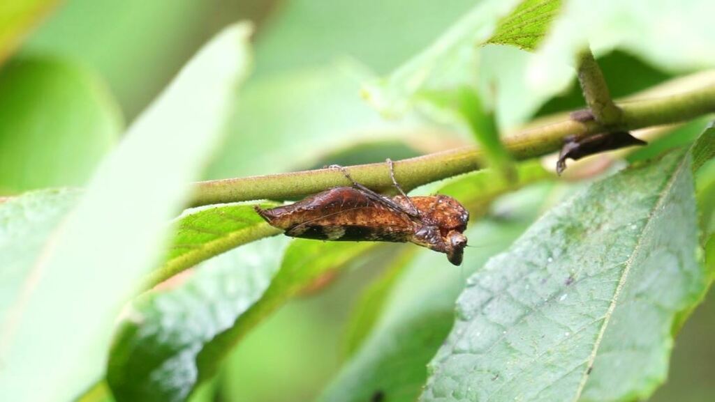 Astyliasula inermis
