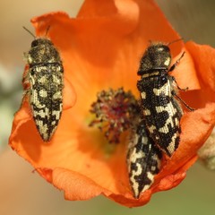 Acmaeodera bowditchi