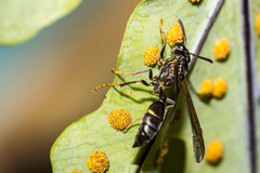 Polistinae