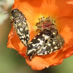 Acmaeodera bowditchi