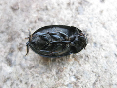 Hydrochara caraboides