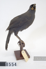 South Island Kokako photo 2