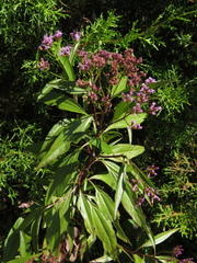 Chromolaena perglabra