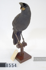 South Island Kokako photo 3