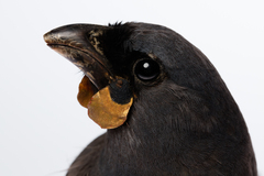 South Island Kokako photo 4