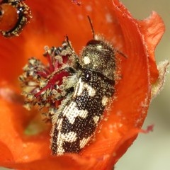 Acmaeodera bowditchi