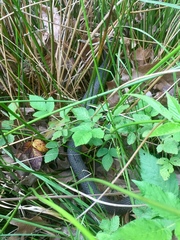 Nerodia erythrogaster