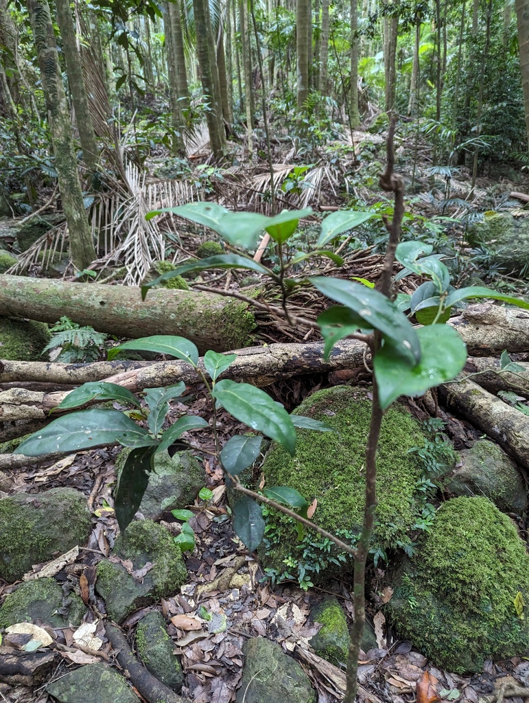 stinking cryptocarya in February 2024 by Helma51 · iNaturalist