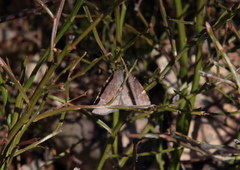 Epirranthis diversata