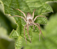 Pisaura mirabilis