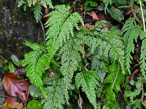 Asplenium ritoense iNat (3)