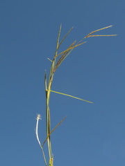 Andropogon aequatoriensis