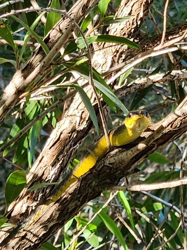 Common Tree Snake sighting