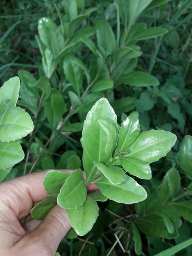 Image of Melicytus novae by (c) naturewatchwidow, some rights reserved (CC BY)